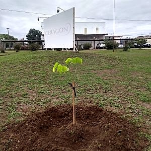 arbol 1 web